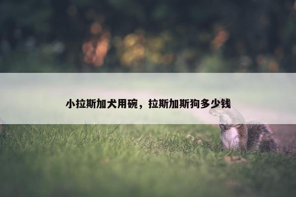 小拉斯加犬用碗，拉斯加斯狗多少钱