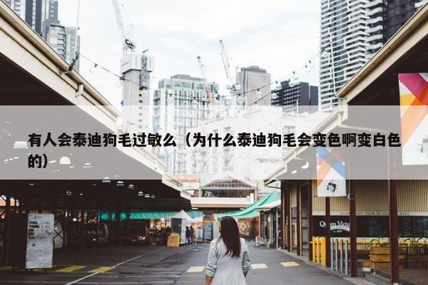 有人会泰迪狗毛过敏么（为什么泰迪狗毛会变色啊变白色的）
