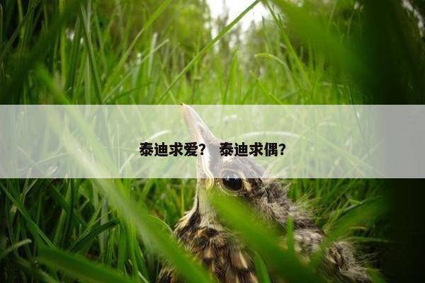 泰迪求爱？ 泰迪求偶？
