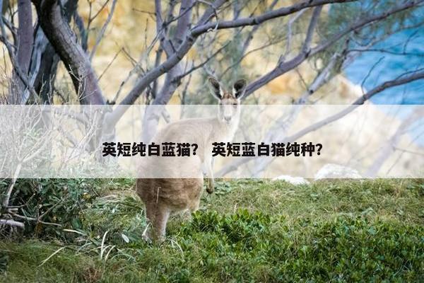 英短纯白蓝猫？ 英短蓝白猫纯种？