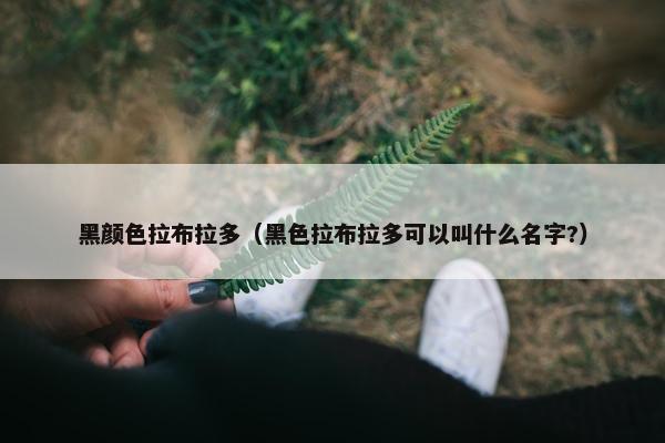 黑颜色拉布拉多（黑色拉布拉多可以叫什么名字?）