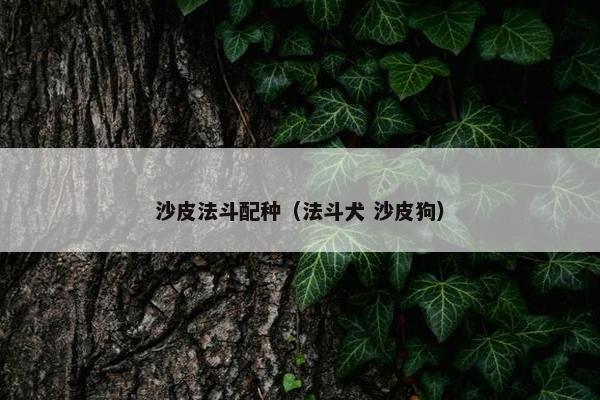 沙皮法斗配种（法斗犬 沙皮狗）