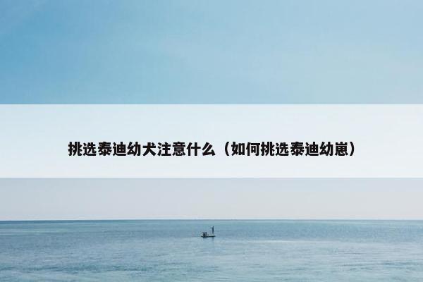 挑选泰迪幼犬注意什么（如何挑选泰迪幼崽）