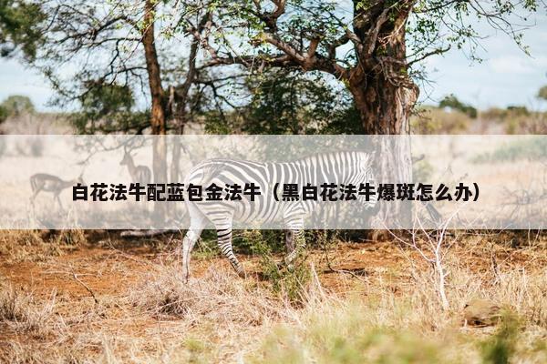 白花法牛配蓝包金法牛（黑白花法牛爆斑怎么办）