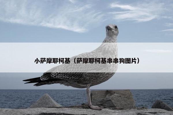 小萨摩耶柯基（萨摩耶柯基串串狗图片）