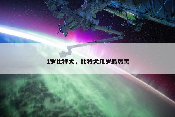 1岁比特犬，比特犬几岁最厉害