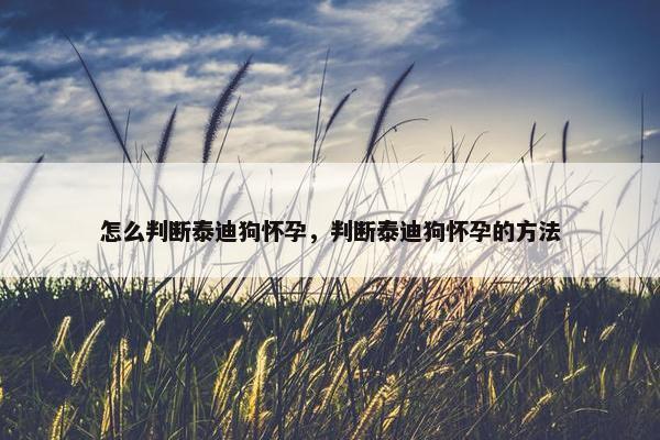 怎么判断泰迪狗怀孕，判断泰迪狗怀孕的方法