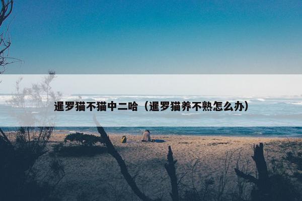 暹罗猫不猫中二哈（暹罗猫养不熟怎么办）