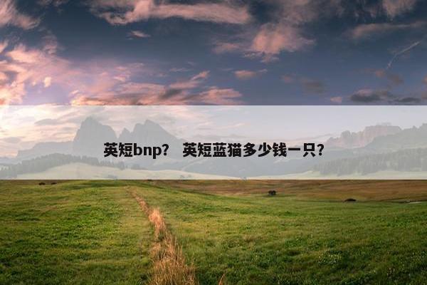 英短bnp？ 英短蓝猫多少钱一只？