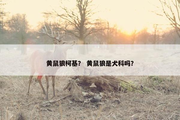 黄鼠狼柯基？ 黄鼠狼是犬科吗？