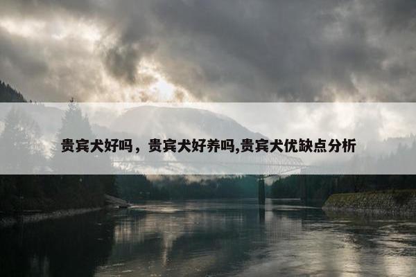 贵宾犬好吗，贵宾犬好养吗,贵宾犬优缺点分析