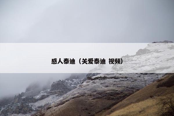 感人泰迪（关爱泰迪 视频）