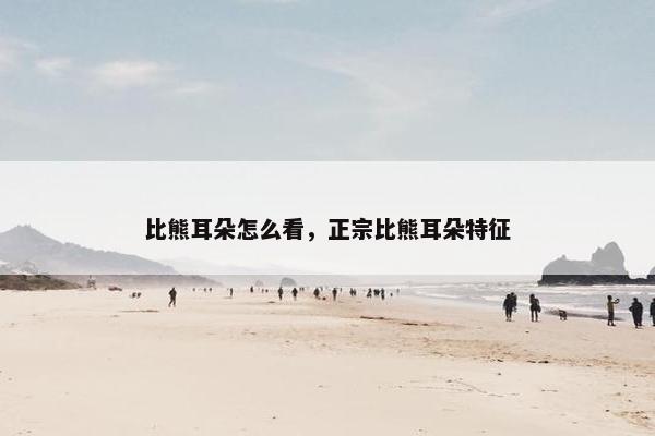 比熊耳朵怎么看，正宗比熊耳朵特征