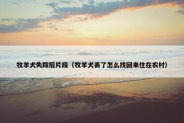 牧羊犬失踪后片段（牧羊犬丢了怎么找回来住在农村）