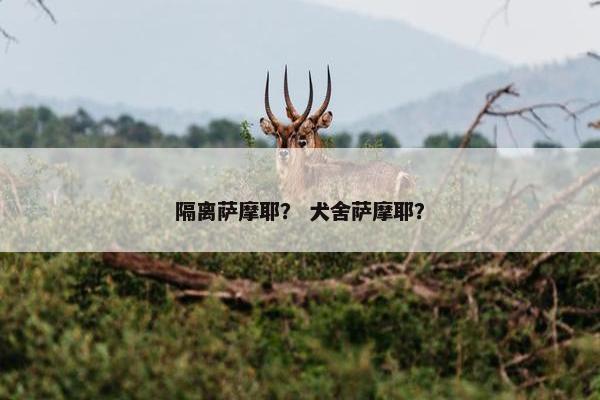 隔离萨摩耶？ 犬舍萨摩耶？