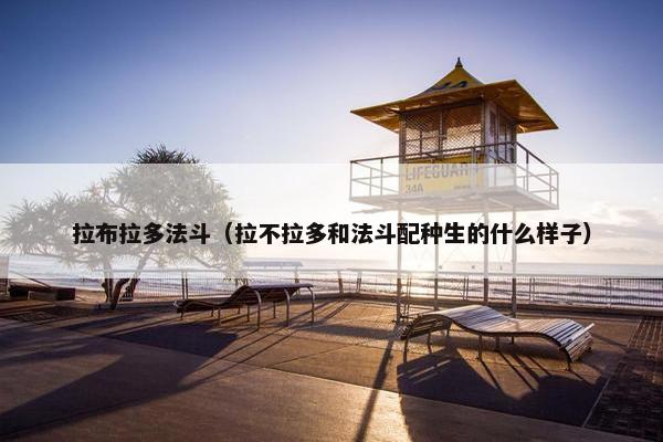 拉布拉多法斗（拉不拉多和法斗配种生的什么样子）