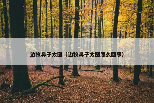 边牧鼻子太圆（边牧鼻子太圆怎么回事）