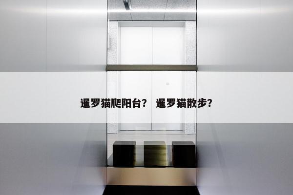 暹罗猫爬阳台？ 暹罗猫散步？