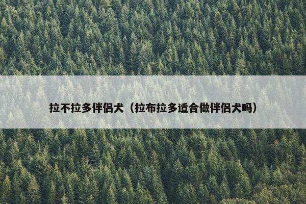 拉不拉多伴侣犬（拉布拉多适合做伴侣犬吗）