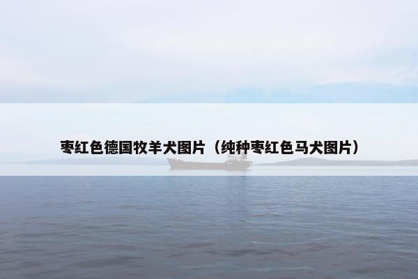 枣红色德国牧羊犬图片（纯种枣红色马犬图片）