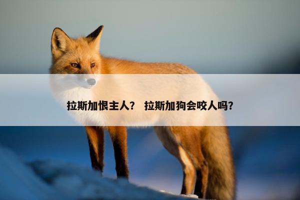 拉斯加恨主人？ 拉斯加狗会咬人吗？