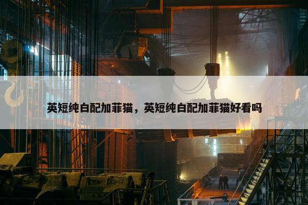 英短纯白配加菲猫，英短纯白配加菲猫好看吗