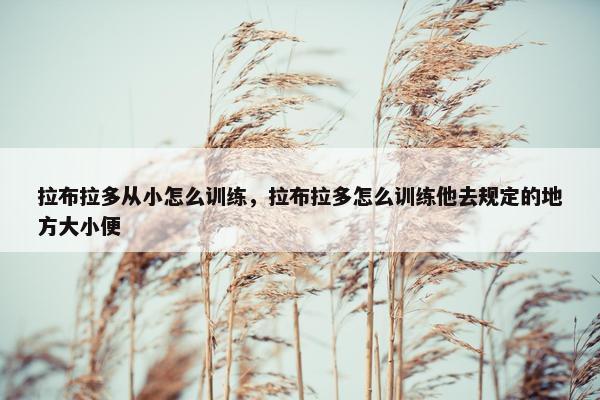 拉布拉多从小怎么训练，拉布拉多怎么训练他去规定的地方大小便