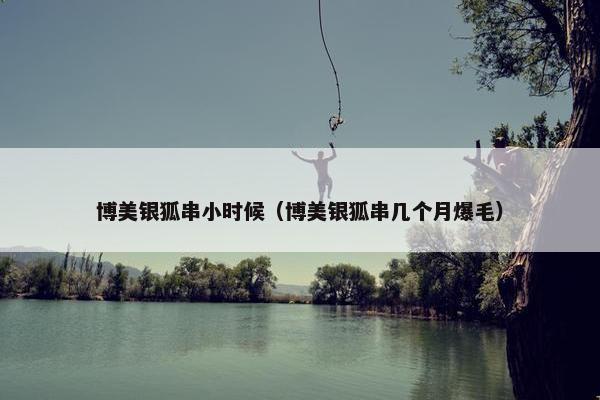 博美银狐串小时候（博美银狐串几个月爆毛）