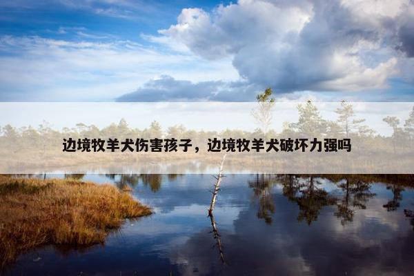 边境牧羊犬伤害孩子，边境牧羊犬破坏力强吗