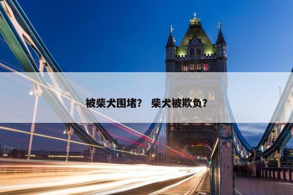 被柴犬围堵？ 柴犬被欺负？