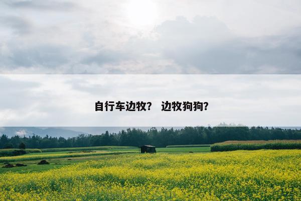 自行车边牧？ 边牧狗狗？