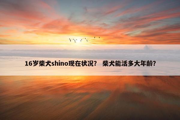 16岁柴犬shino现在状况？ 柴犬能活多大年龄？