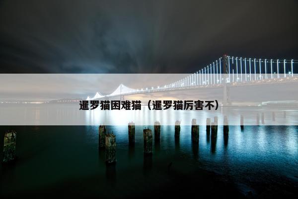 暹罗猫困难猫（暹罗猫厉害不）