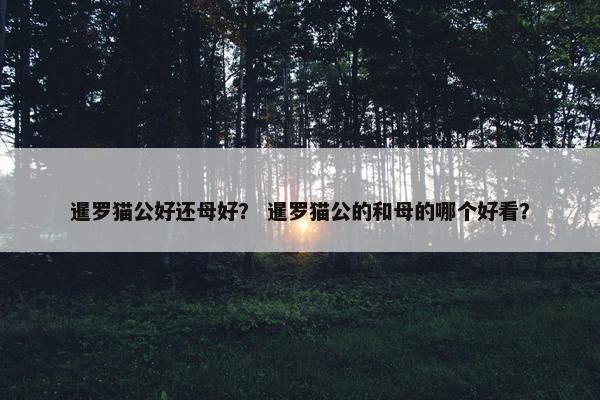 暹罗猫公好还母好？ 暹罗猫公的和母的哪个好看？