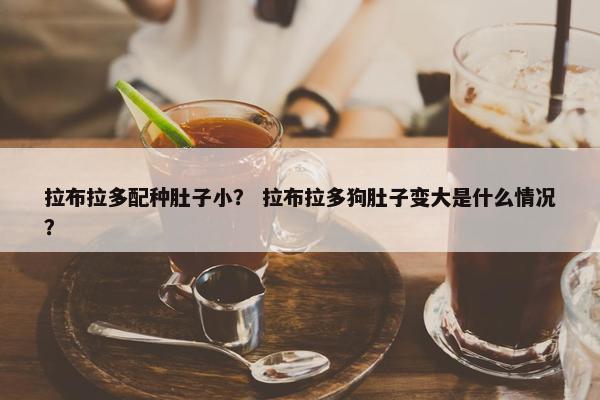 拉布拉多配种肚子小？ 拉布拉多狗肚子变大是什么情况？