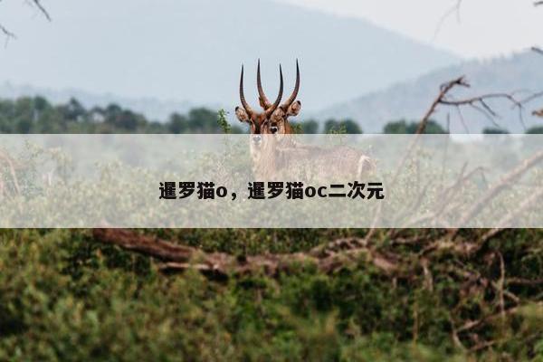 暹罗猫o，暹罗猫oc二次元