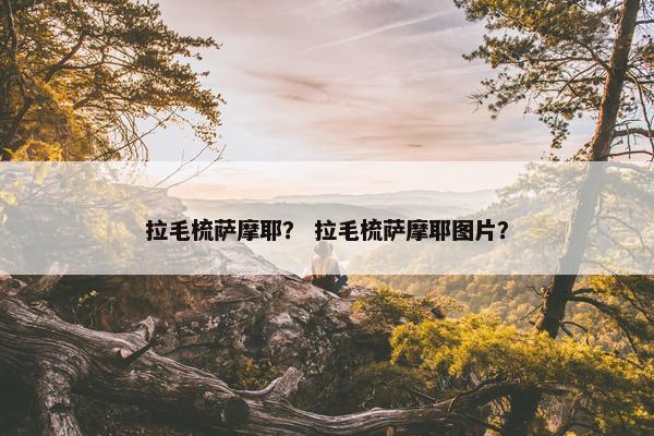 拉毛梳萨摩耶？ 拉毛梳萨摩耶图片？