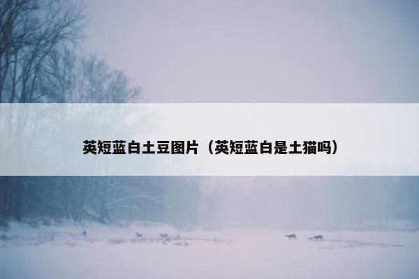 英短蓝白土豆图片（英短蓝白是土猫吗）