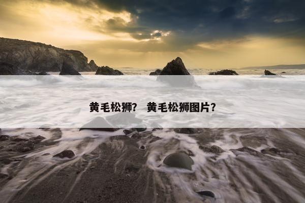 黄毛松狮？ 黄毛松狮图片？