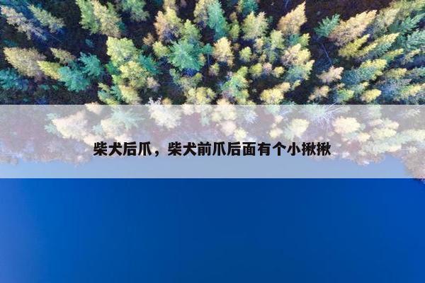 柴犬后爪，柴犬前爪后面有个小揪揪