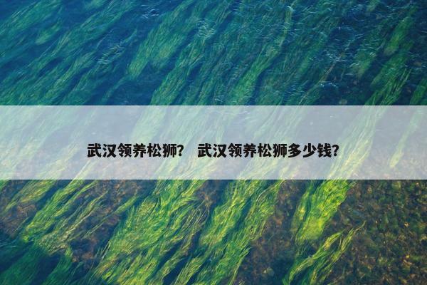 武汉领养松狮？ 武汉领养松狮多少钱？