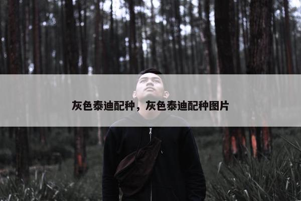 灰色泰迪配种，灰色泰迪配种图片