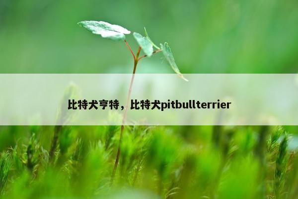 比特犬亨特，比特犬pitbullterrier