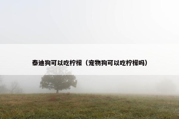 泰迪狗可以吃柠檬（宠物狗可以吃柠檬吗）