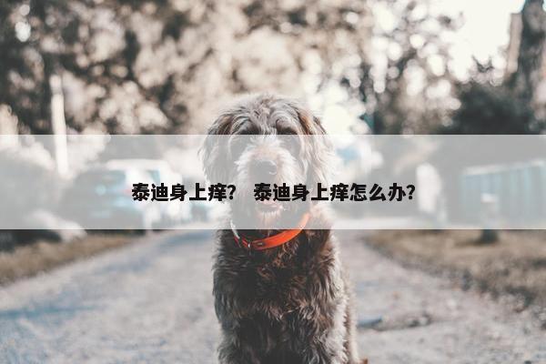 泰迪身上痒？ 泰迪身上痒怎么办？