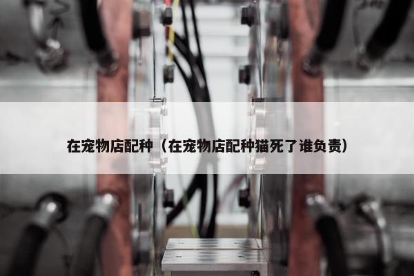 在宠物店配种（在宠物店配种猫死了谁负责）