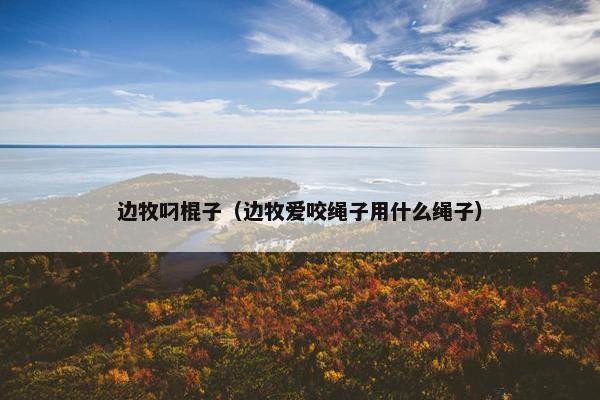 边牧叼棍子（边牧爱咬绳子用什么绳子）