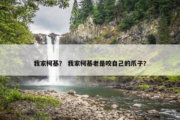 我家柯基？ 我家柯基老是咬自己的爪子？