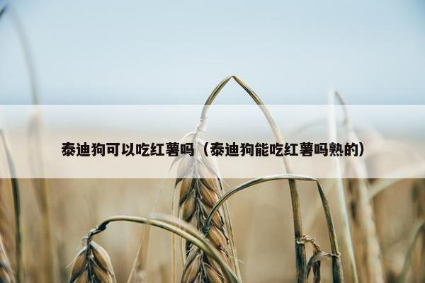 泰迪狗可以吃红薯吗（泰迪狗能吃红薯吗熟的）