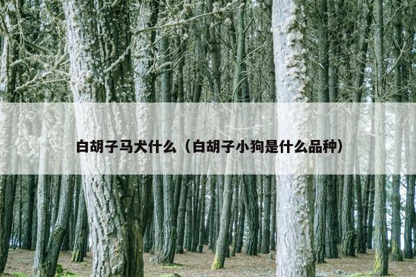 白胡子马犬什么（白胡子小狗是什么品种）